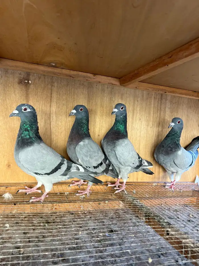 زاجل ( تم البيع ) 0