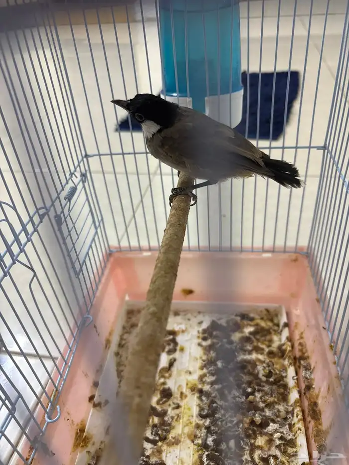 بلبول نص تربيه 2