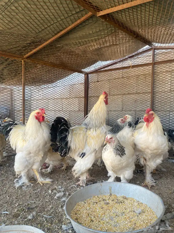 دجاج 0