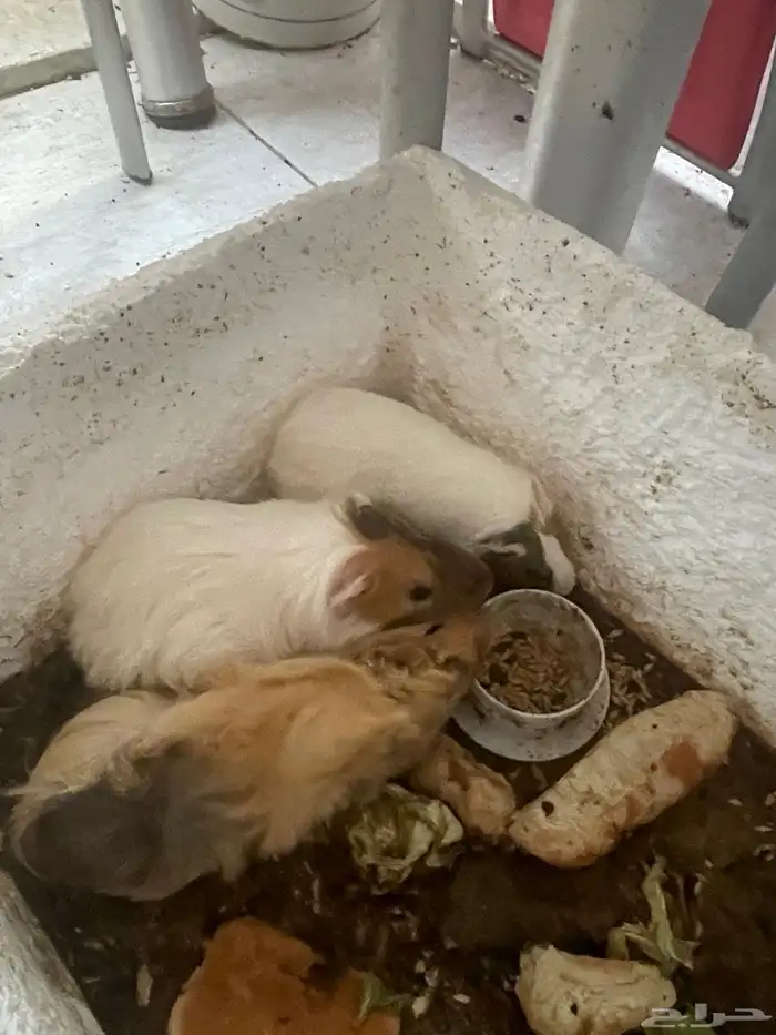 للبيع أرنب غينيا 4
