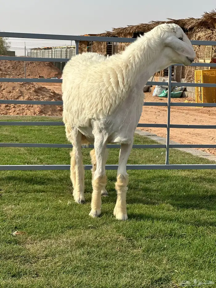 مشاريع فحول حريات 3