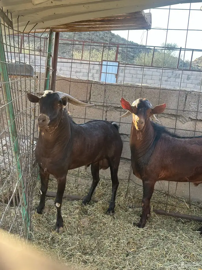 للبيع فحول دهم 2