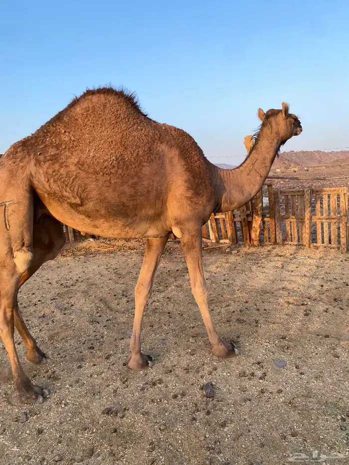 بكره حمراء دهماء لون ملكي على ضراب الحد7500 1