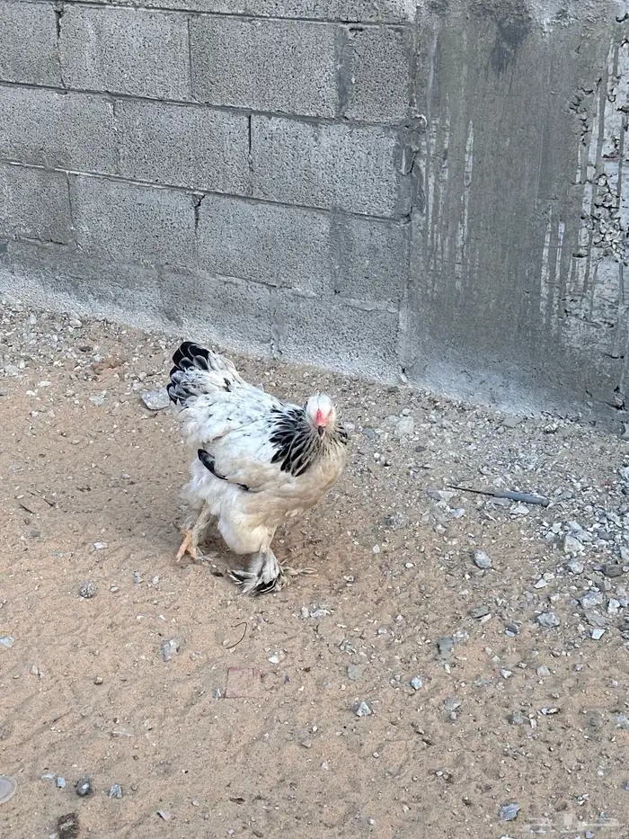 دجاج براهما 2