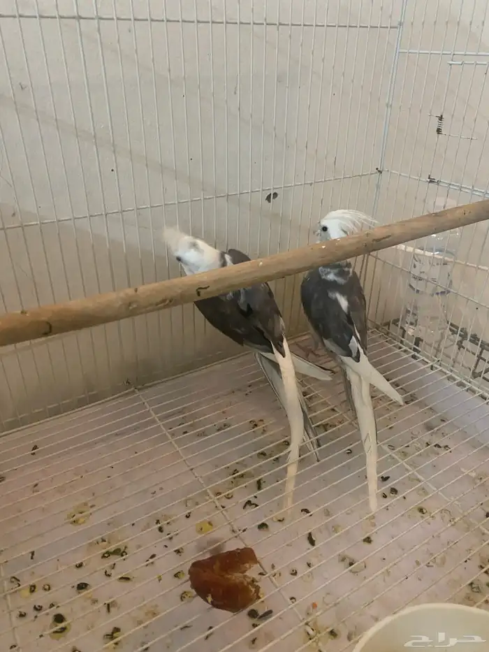 اثنين ذكور هولندي منتج 1