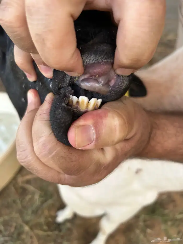 ببري وساكني 3