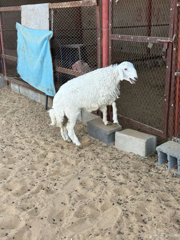خروووف حري 0