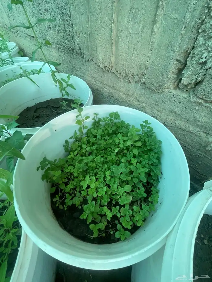 سطول وشتلات حبق نعناع ريحان وزاب 5