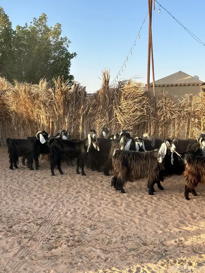 معزا عوارض 1
