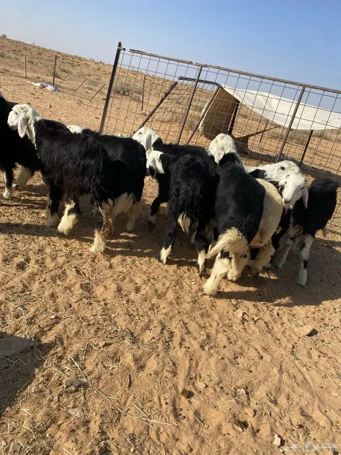 بهم نجد فاخر مراح واحد 4