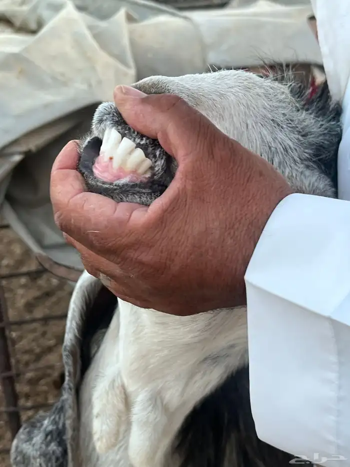 عنز مصريه 2