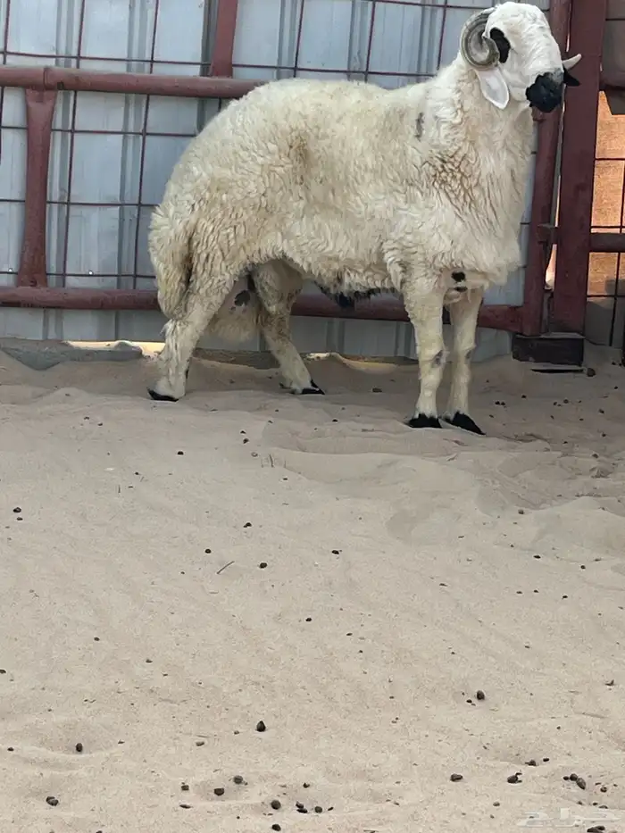 خروف فحل للبيع السن رباع تم البيع 2
