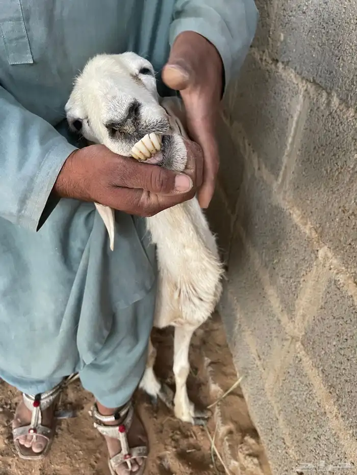 حريات متابيع 2