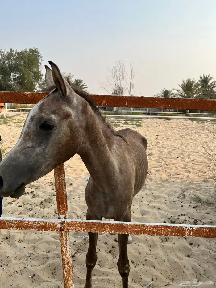 خيل 1