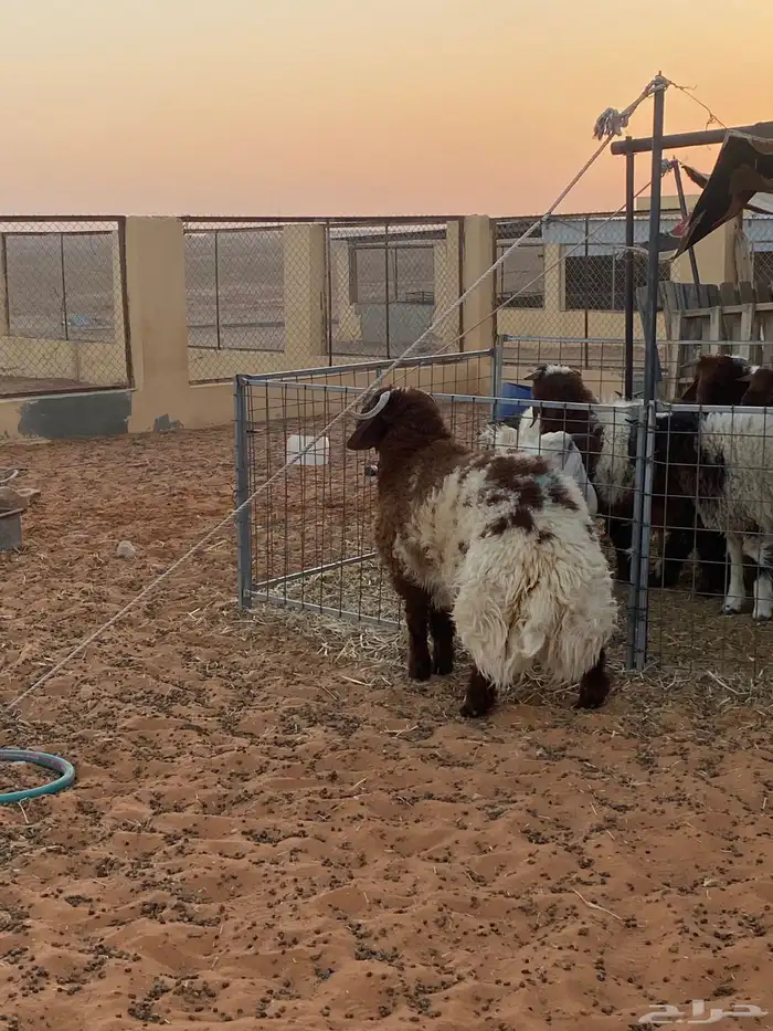 خروف فااخخررر 1