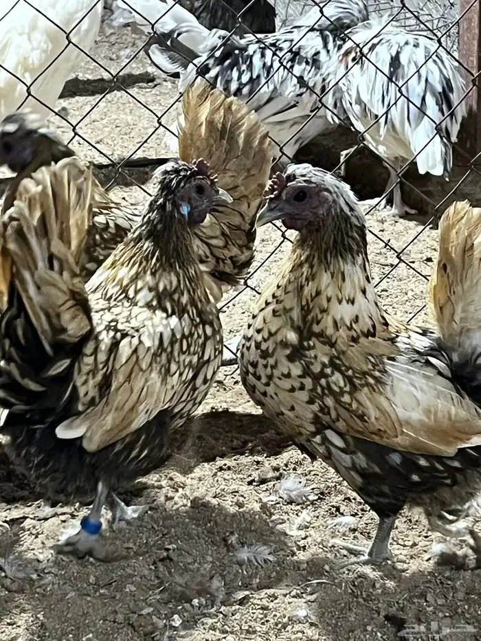 دجاج كويتي 1