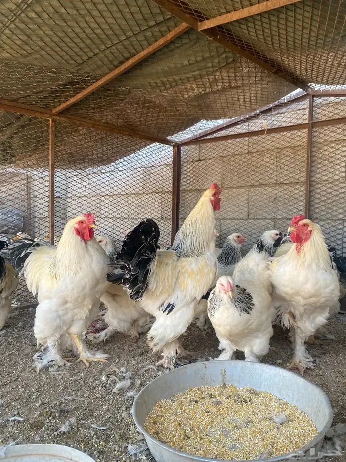 دجاج 1