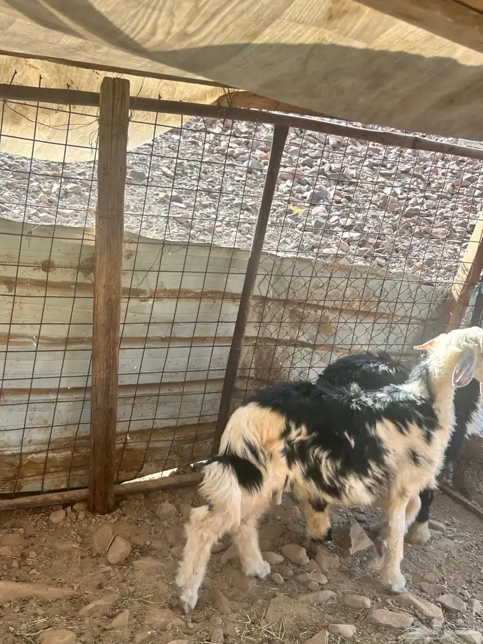 طليان 3