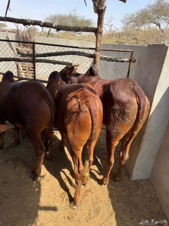 عجول بلدي فل شحم 2