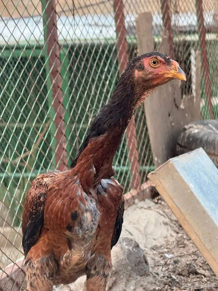 دجاج باكستاني شامو 5