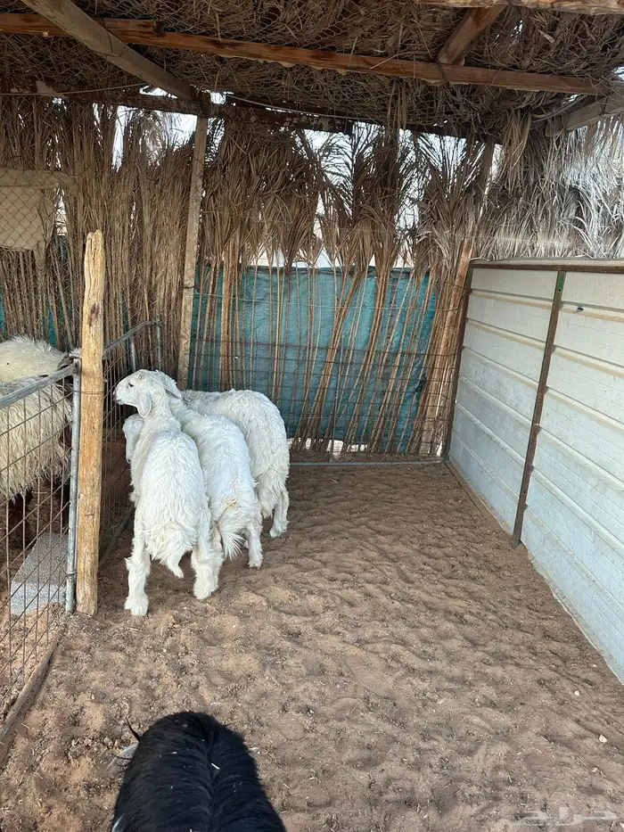 حريات حري ذبايح 0