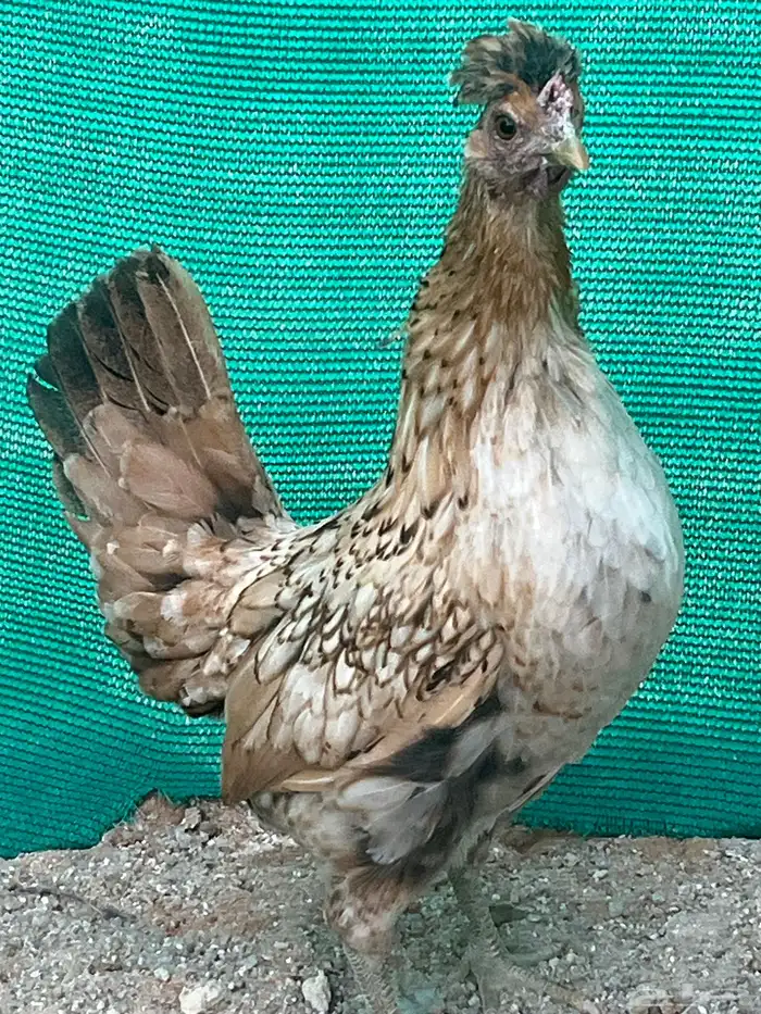 دجاج كويتي 9