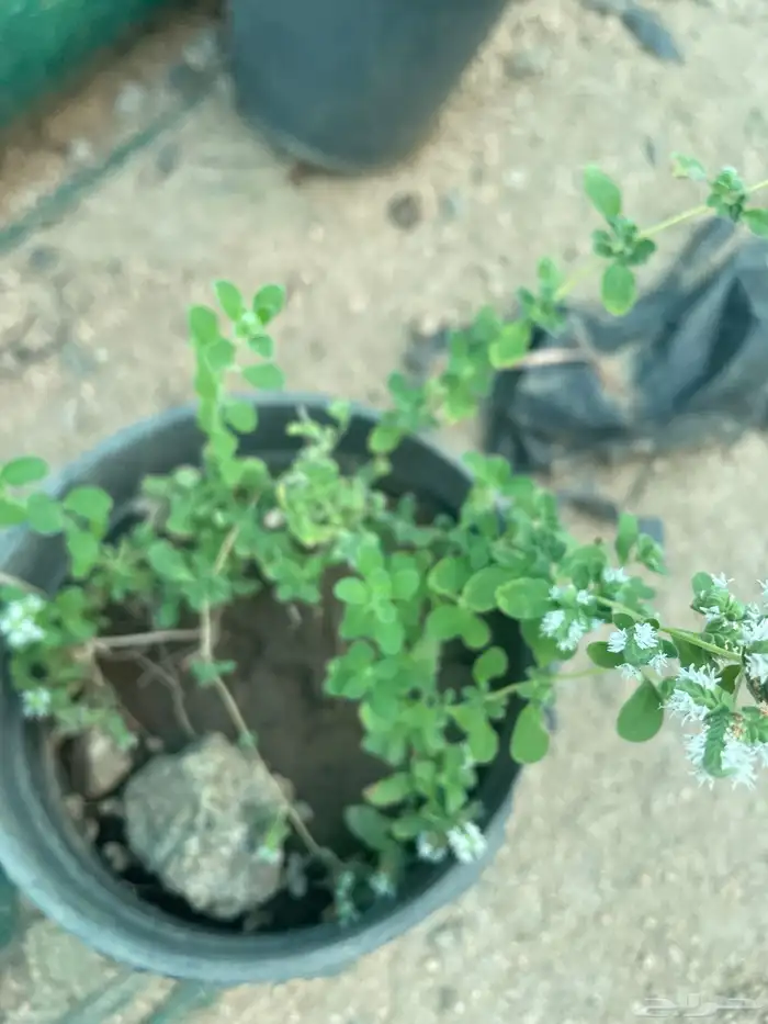 سطول وشتلات حبق نعناع ريحان وزاب 20