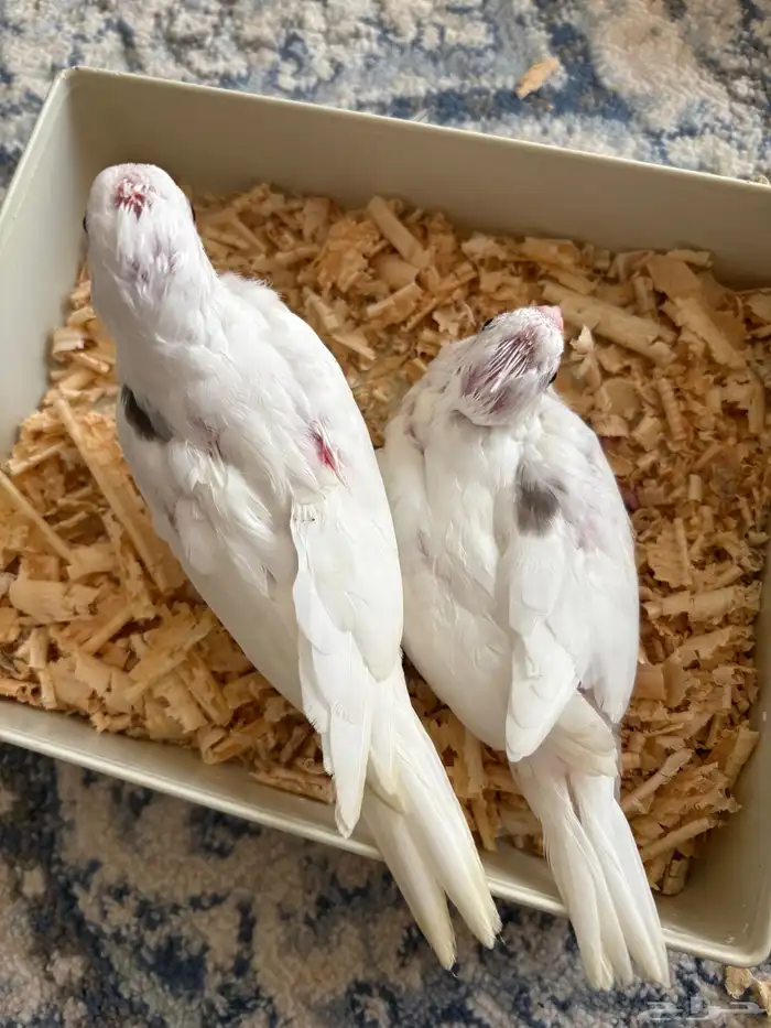 فروخ كروان ( بصمات - وبايد ) تصنيفات جميلة 1