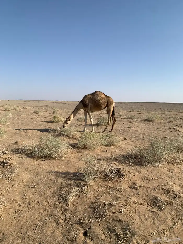 بكره شقحا .. عفيف 2