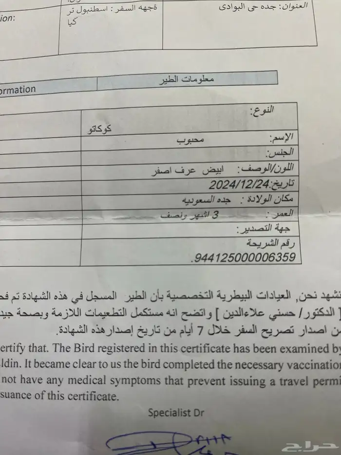 ببغاء كوكاتو ترايتون الجميل 14