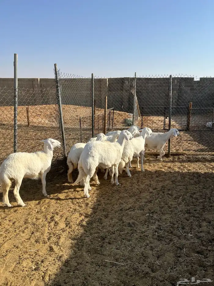 رخال حريات مقاني 0