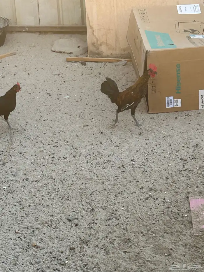 للبيع دياكه 5