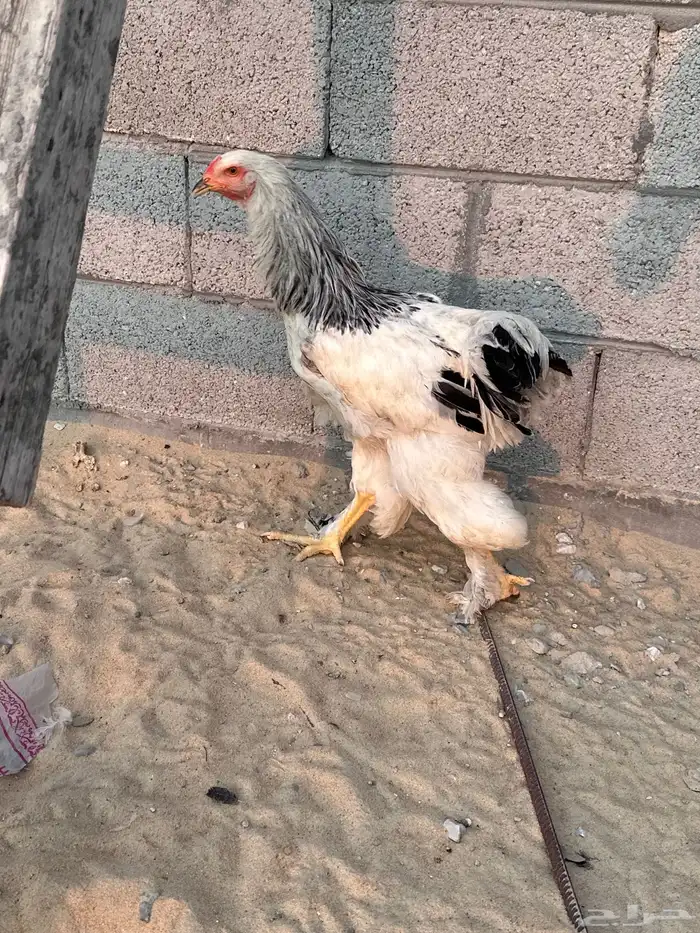 دجاج براهما 5