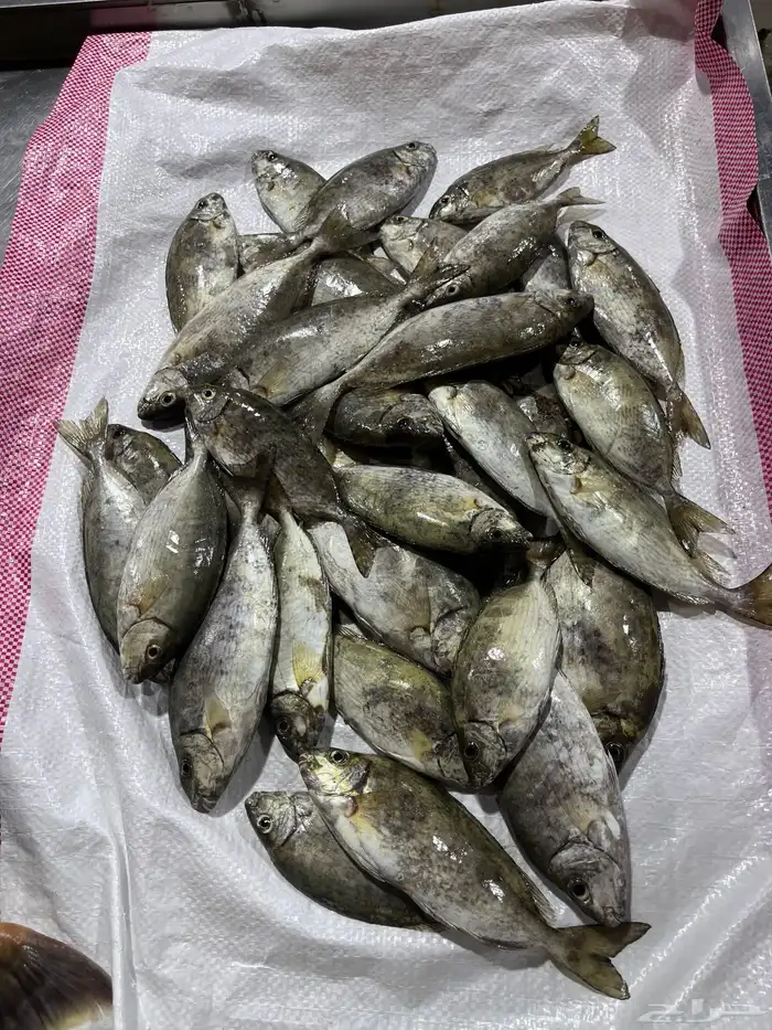 بيع سمك طازج 3