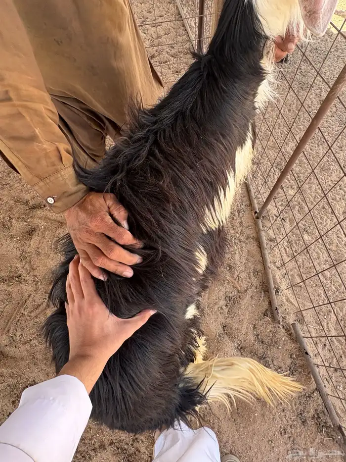 طليان نجد ذبايح 4
