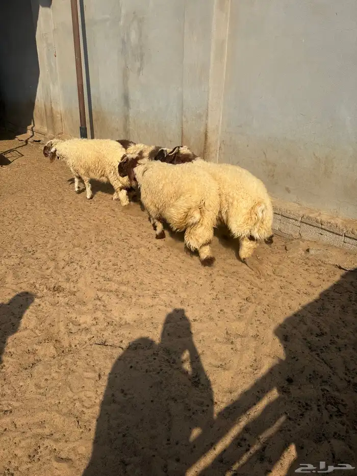 خمسه خرفان نعيمي فل الفل المنطقه الشرقيه أبقيق هجرة صلاصل 4