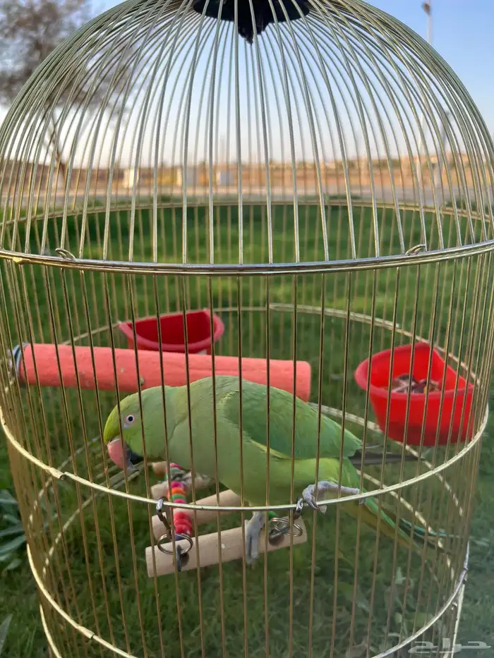بغبغا الدره 2