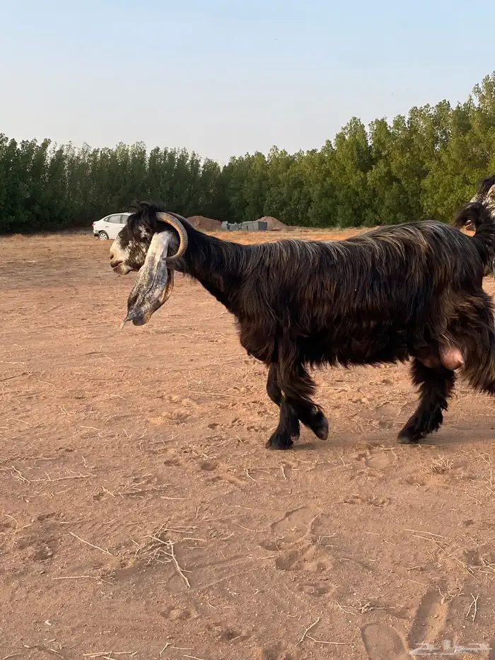 معز عوارض صنف معرفات 5