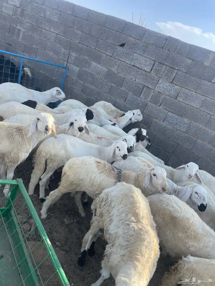 سواكن جبره 1