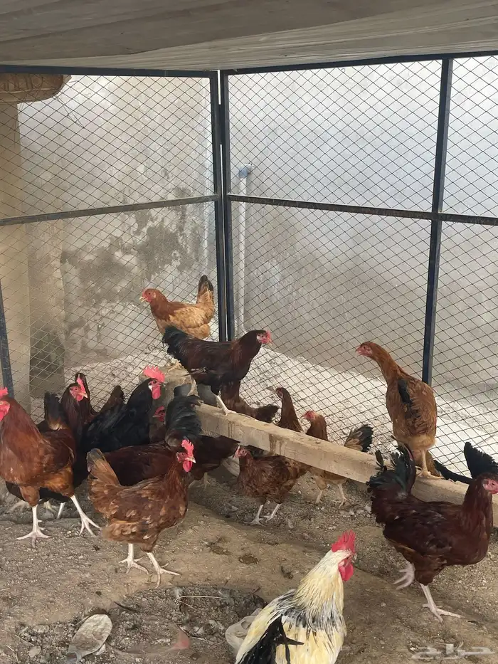 عرض دجاج فرنسي 0