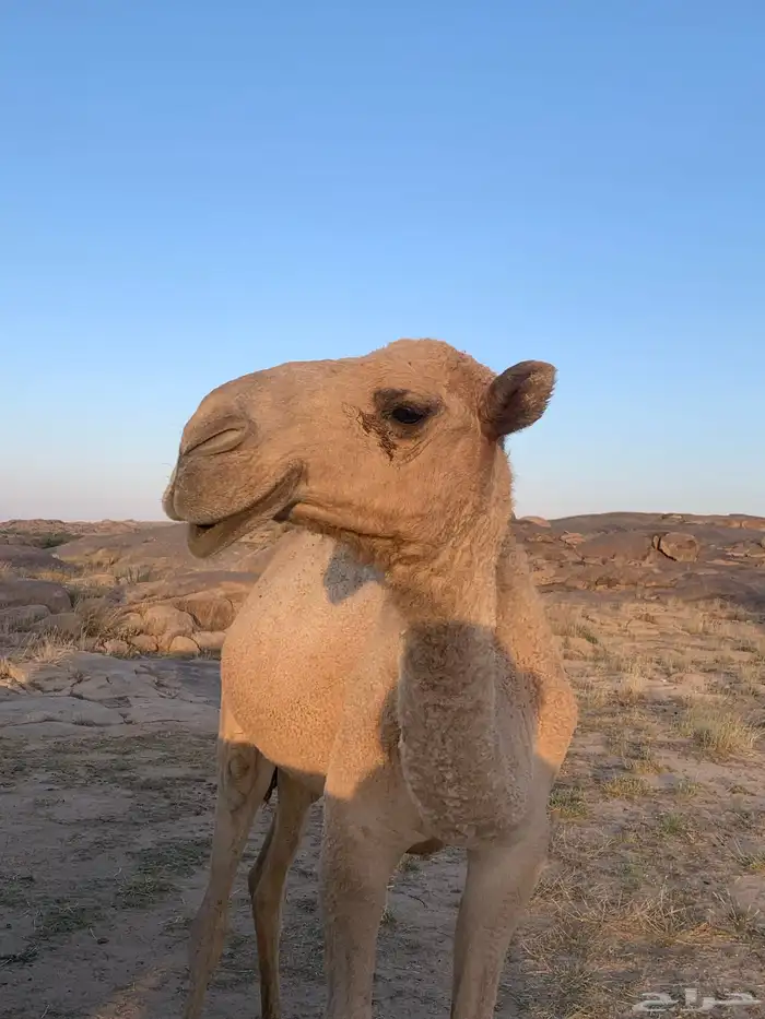 قعود احمر فحل 0