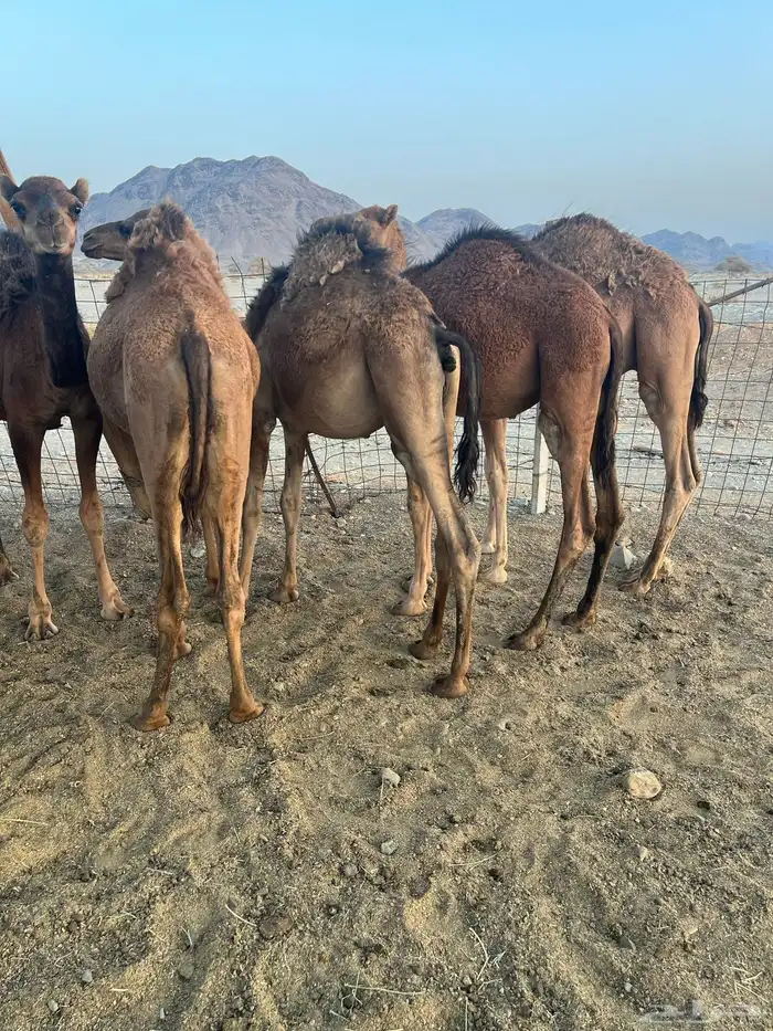 قعدان طيبات 0