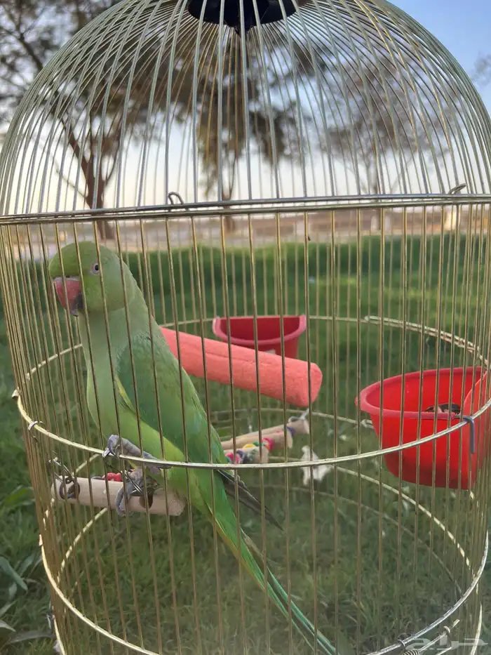 بغبغا الدره 6