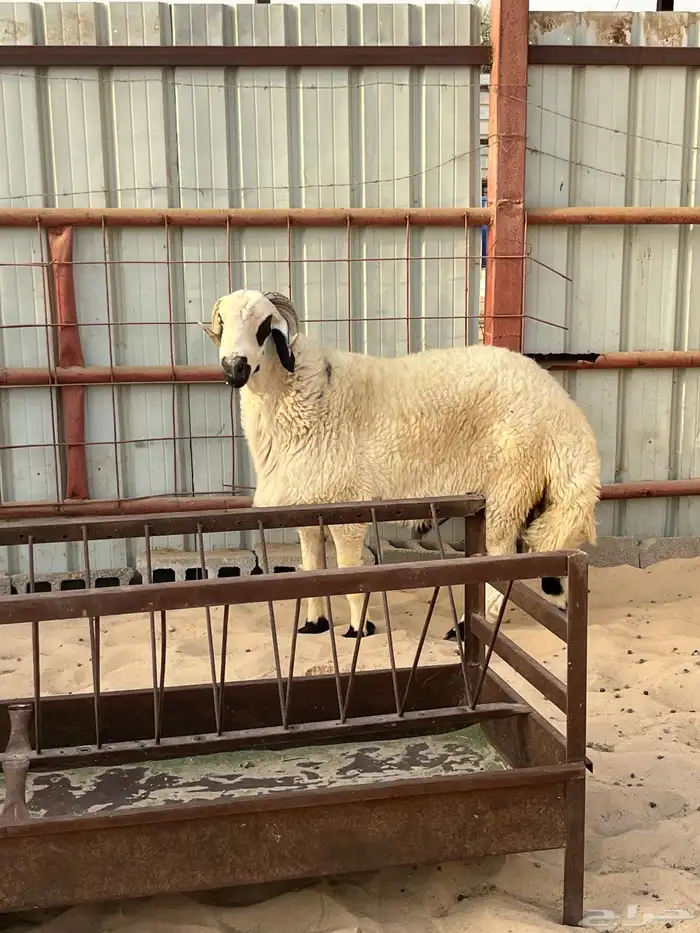 خروف فحل للبيع السن رباع تم البيع 0
