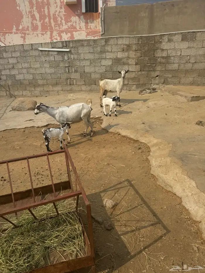 ماعزللبيع 2