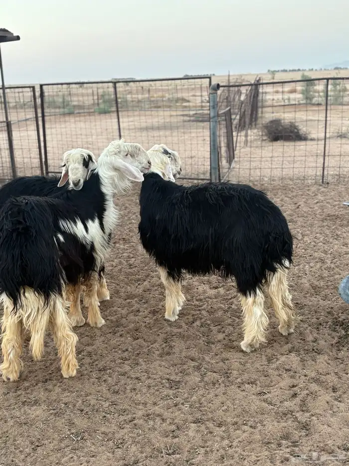 طليان نجد ذبايح 1