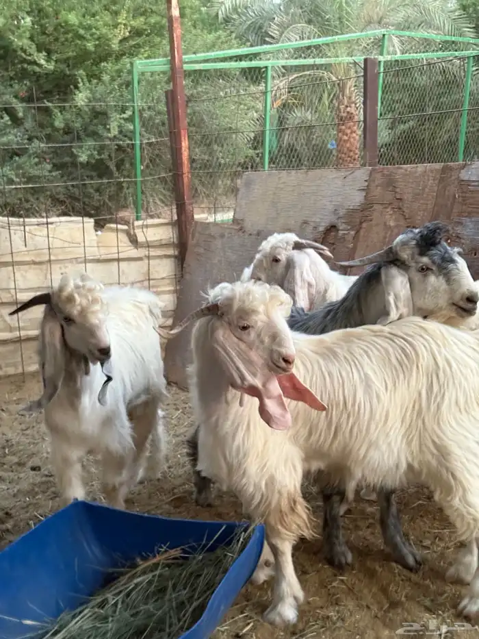 تيوس جذعان جبره طيبات المزاحمية غرب الرياض 3