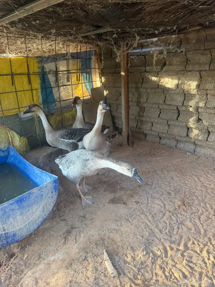 وز عراقي اصل جوزين اربع حبات 0