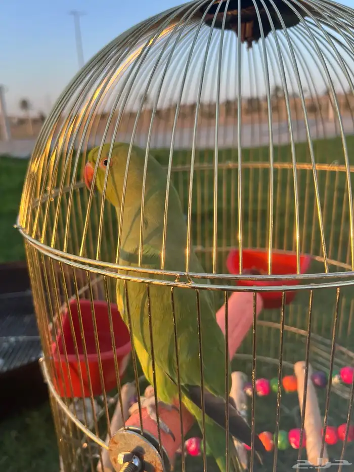 بغبغا الدره 4