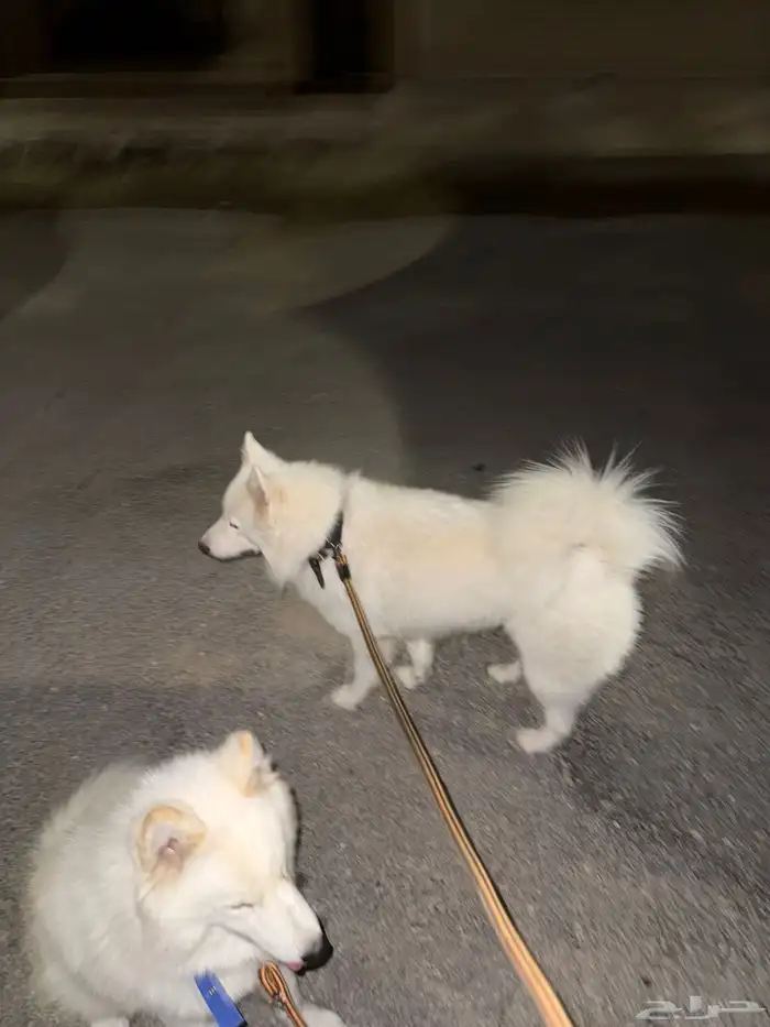 كلب للتبني Dogs for Adoptionبمبلغ الف 0